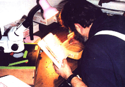 Harbor Seal Research