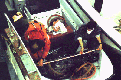 Harbor Seal Research